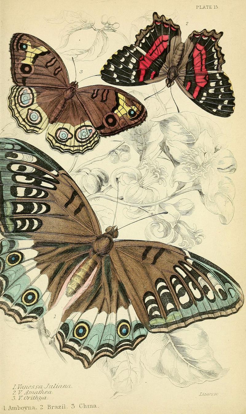 Foreign butterflies (Plate 15) (6046096848)