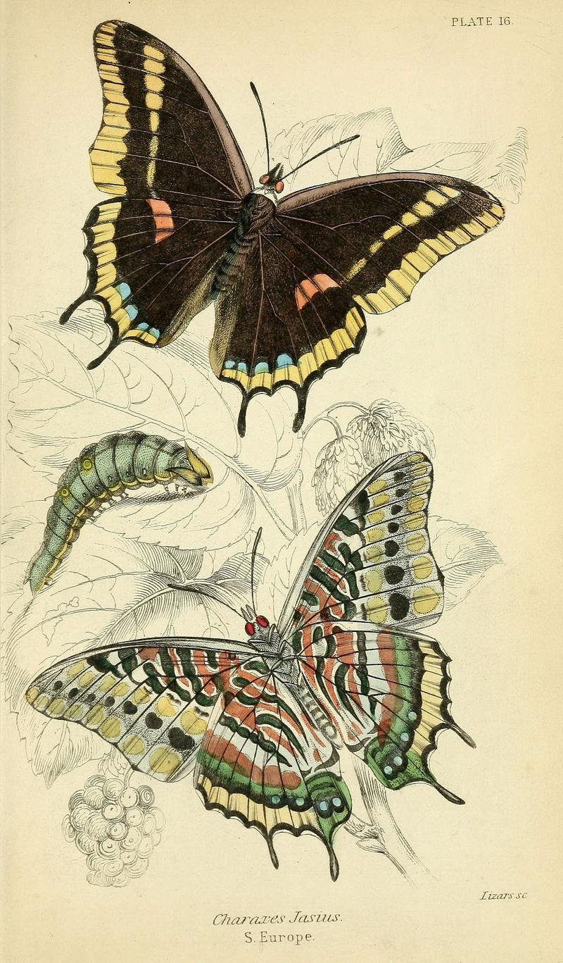 Foreign butterflies (Plate 16) (6046097322)