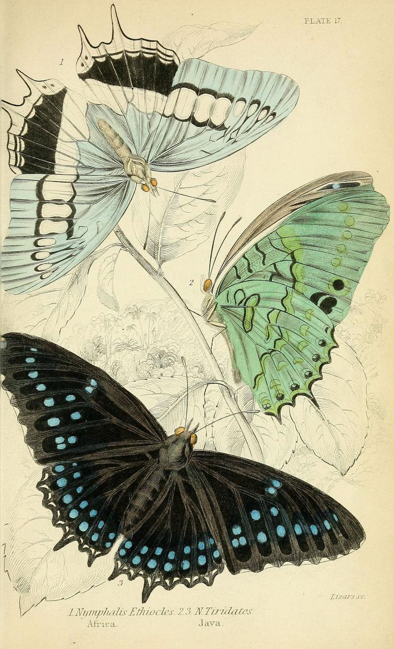 Foreign butterflies (Plate 17) (6046098090)