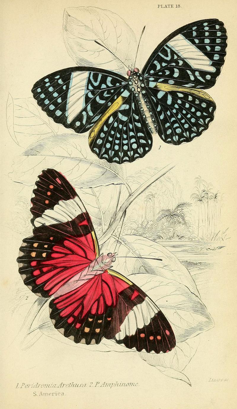 Foreign butterflies (Plate 18) (6045549723)