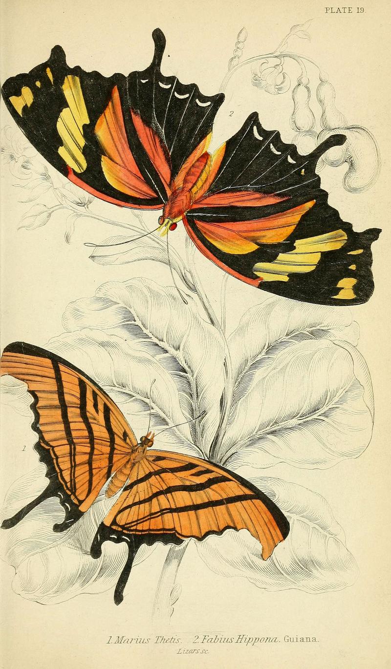 Foreign butterflies (Plate 19) (6045550419)