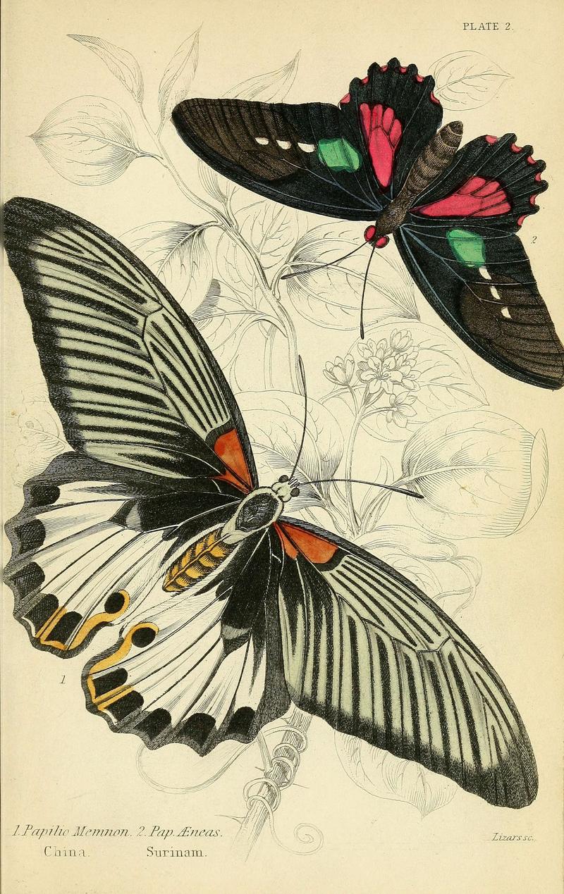 Foreign butterflies (Plate 2) (6045542385)