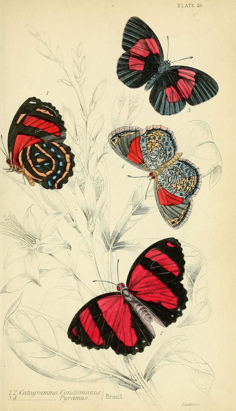 Foreign butterflies (Plate 20) (6045550851)