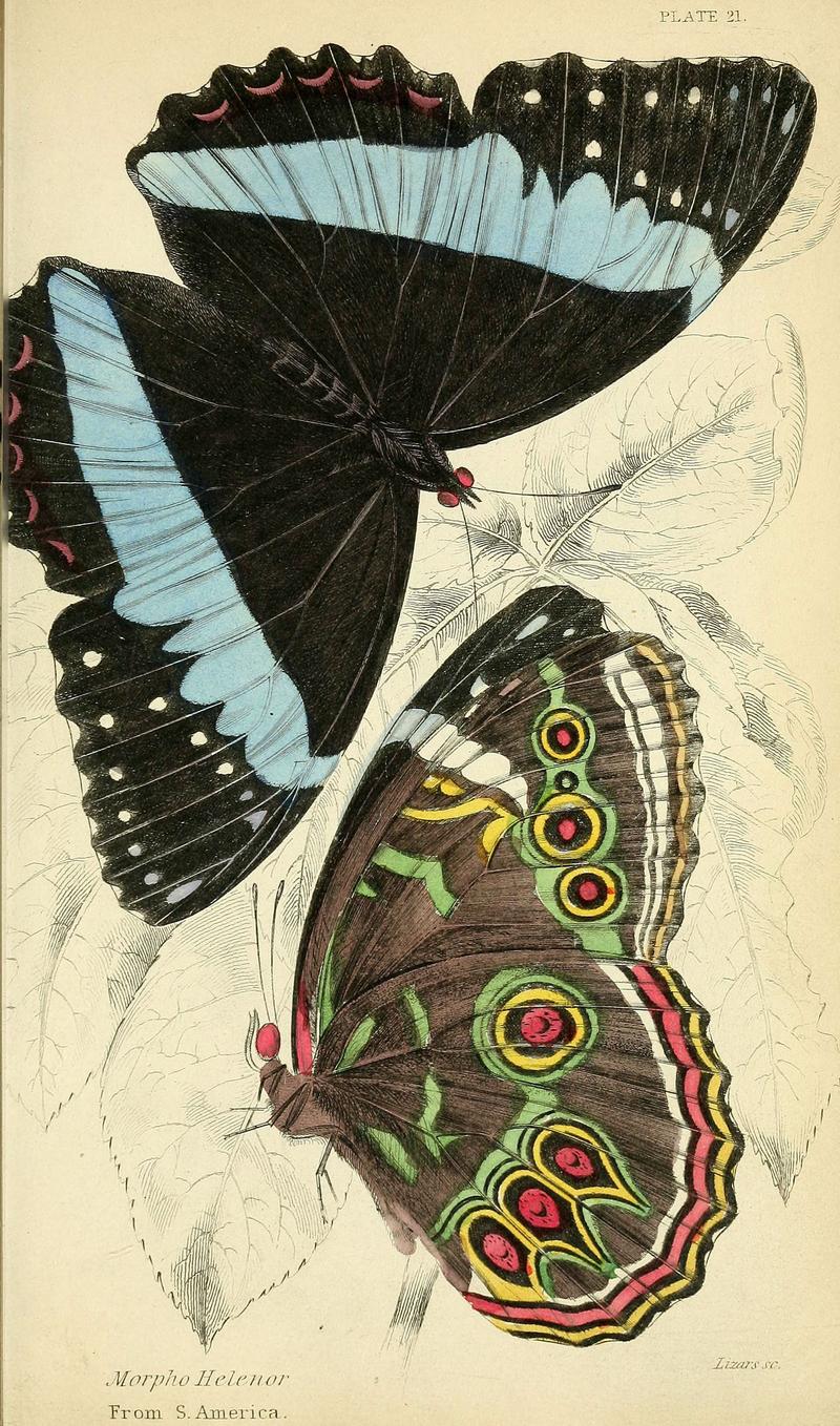 Foreign butterflies (Plate 21) (6045551159)