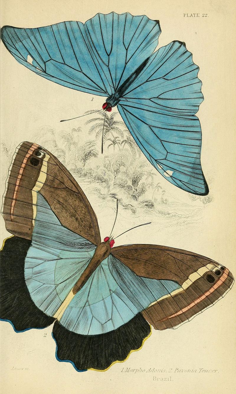 Foreign butterflies (Plate 22) (6045551657)