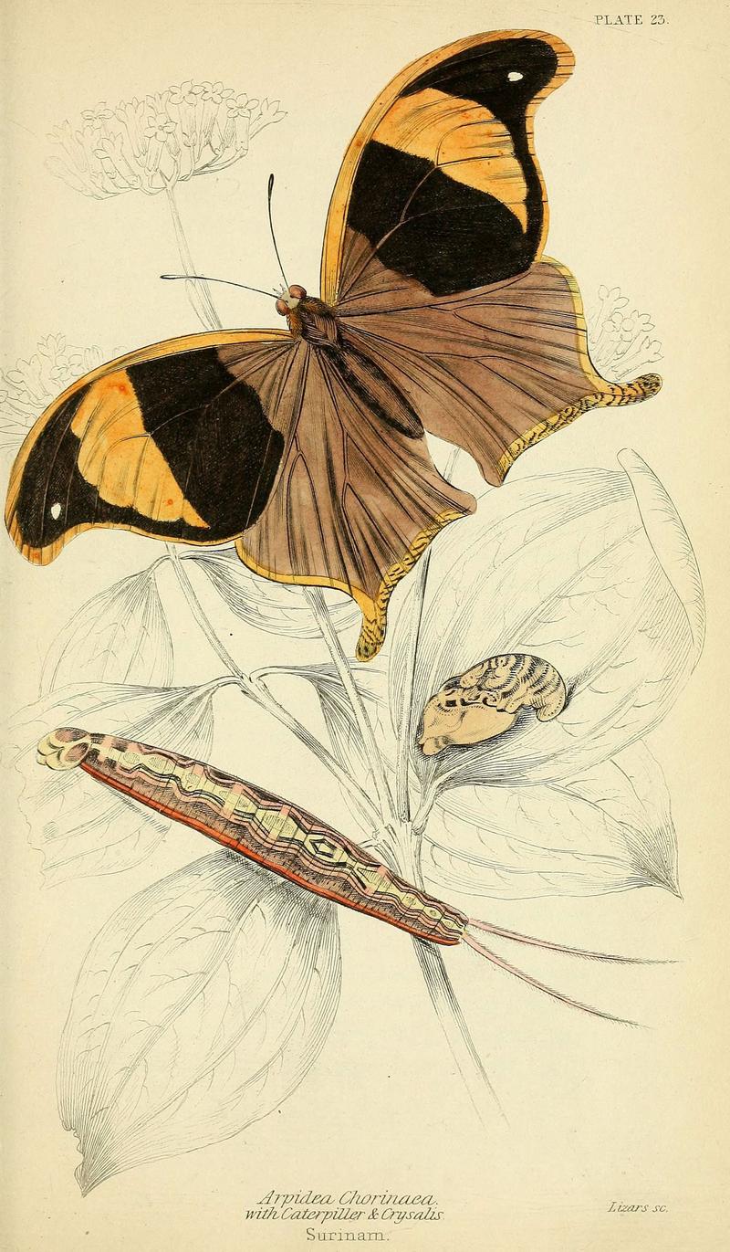 Foreign butterflies (Plate 23) (6045552133)