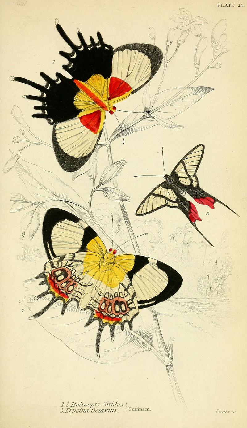 Foreign butterflies (Plate 24) (6045552493)