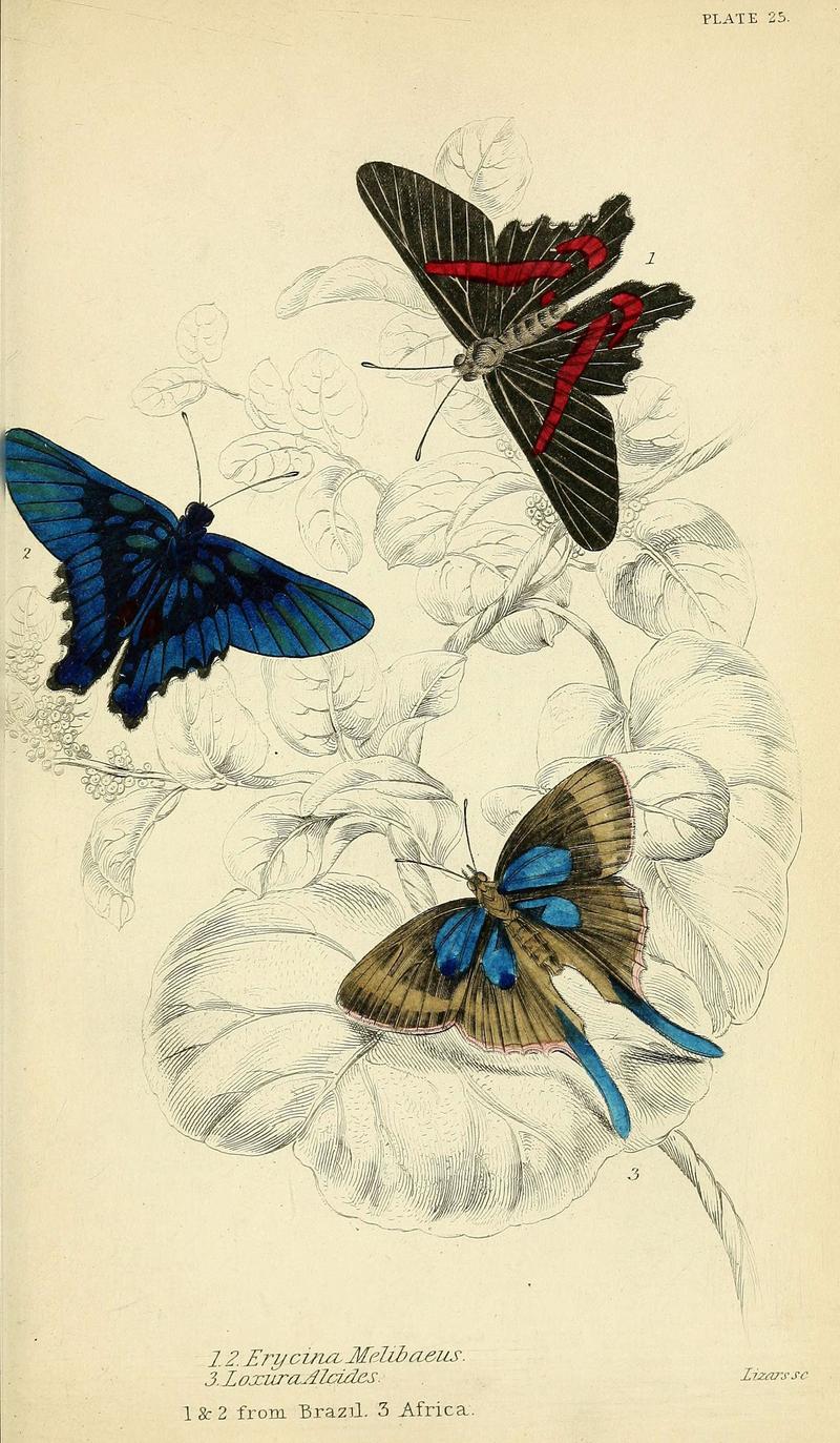 Foreign butterflies (Plate 25) (6046101916)