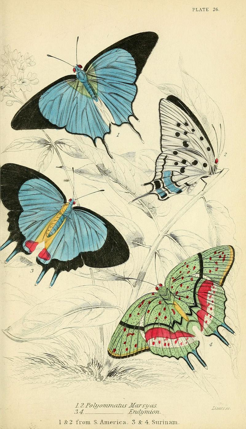 Foreign butterflies (Plate 26) (6046102334)