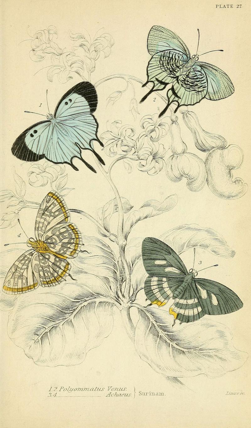 Foreign butterflies (Plate 27) (6046102978)