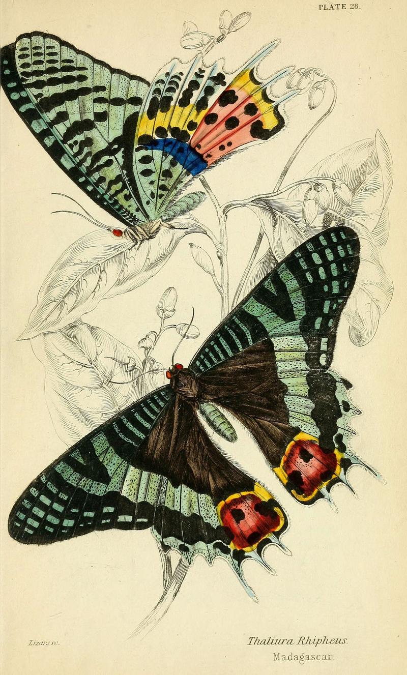 Foreign butterflies (Plate 28) (6045554957)