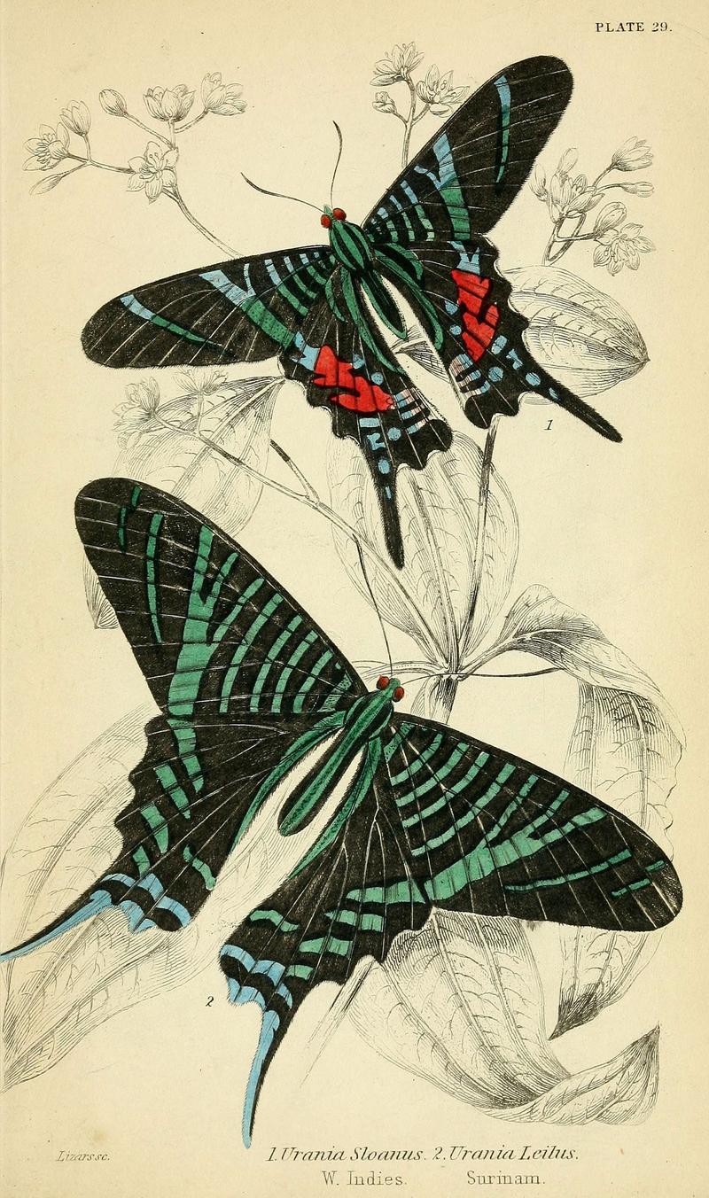 Foreign butterflies (Plate 29) (6045555361)