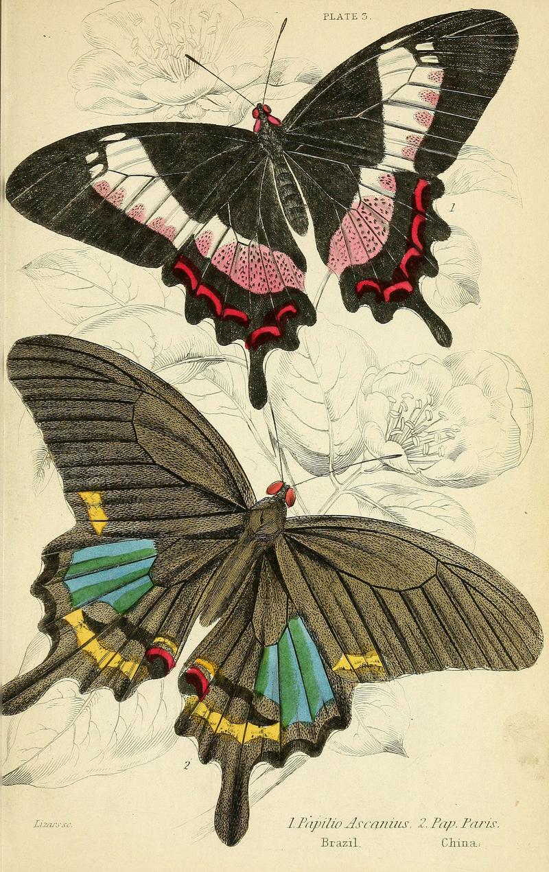 Foreign butterflies (Plate 3) (6045542783)