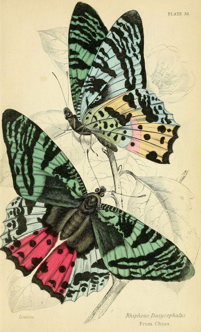 Foreign butterflies (Plate 30) (6045555795)