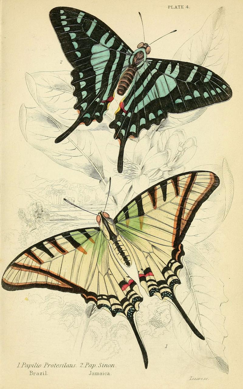 Foreign butterflies (Plate 4) (6046092110)