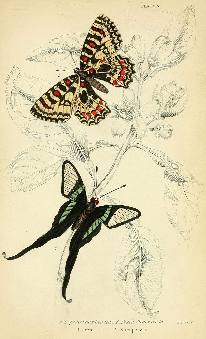 Foreign butterflies (Plate 5) (6046092514)