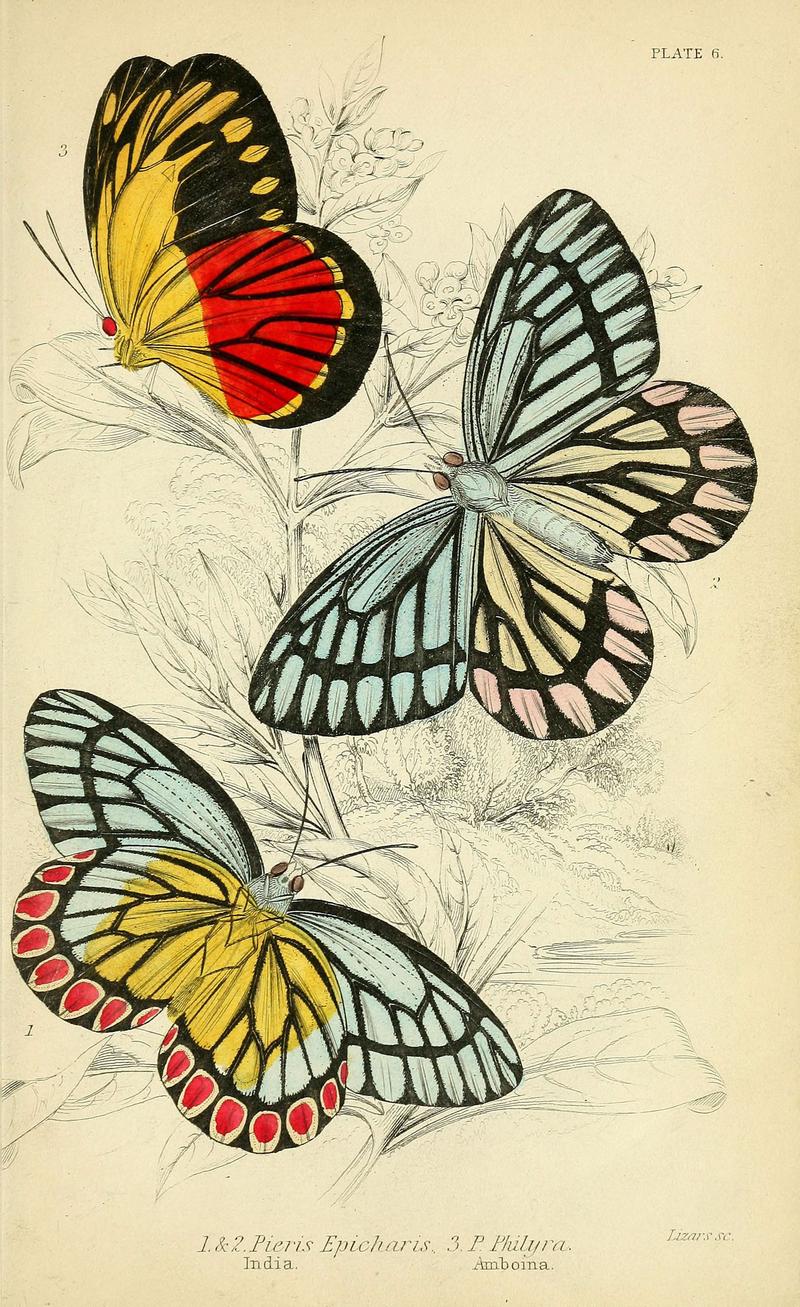 Foreign butterflies (Plate 6) (6046092806)