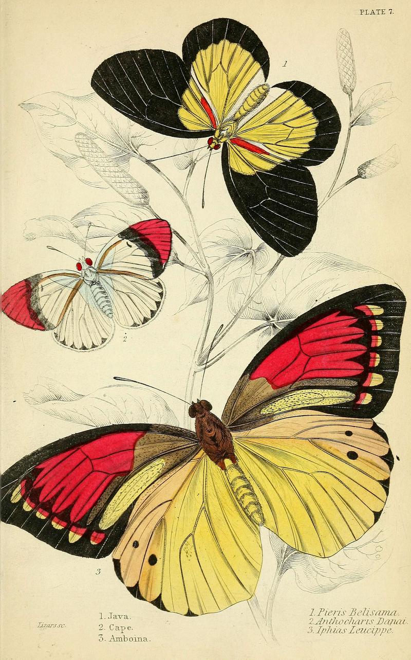 Foreign butterflies (Plate 7) (6046093208)