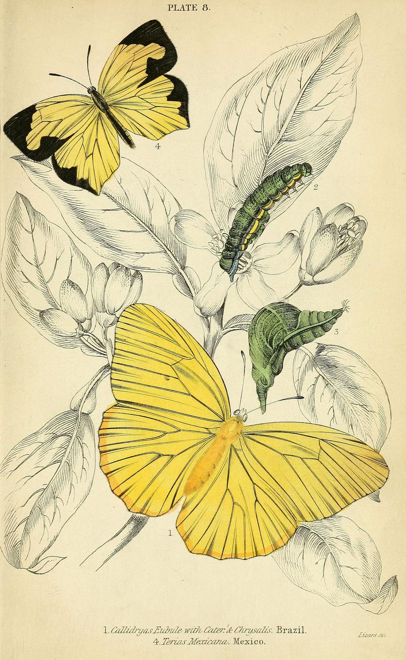 Foreign butterflies (Plate 8) (6045544899)