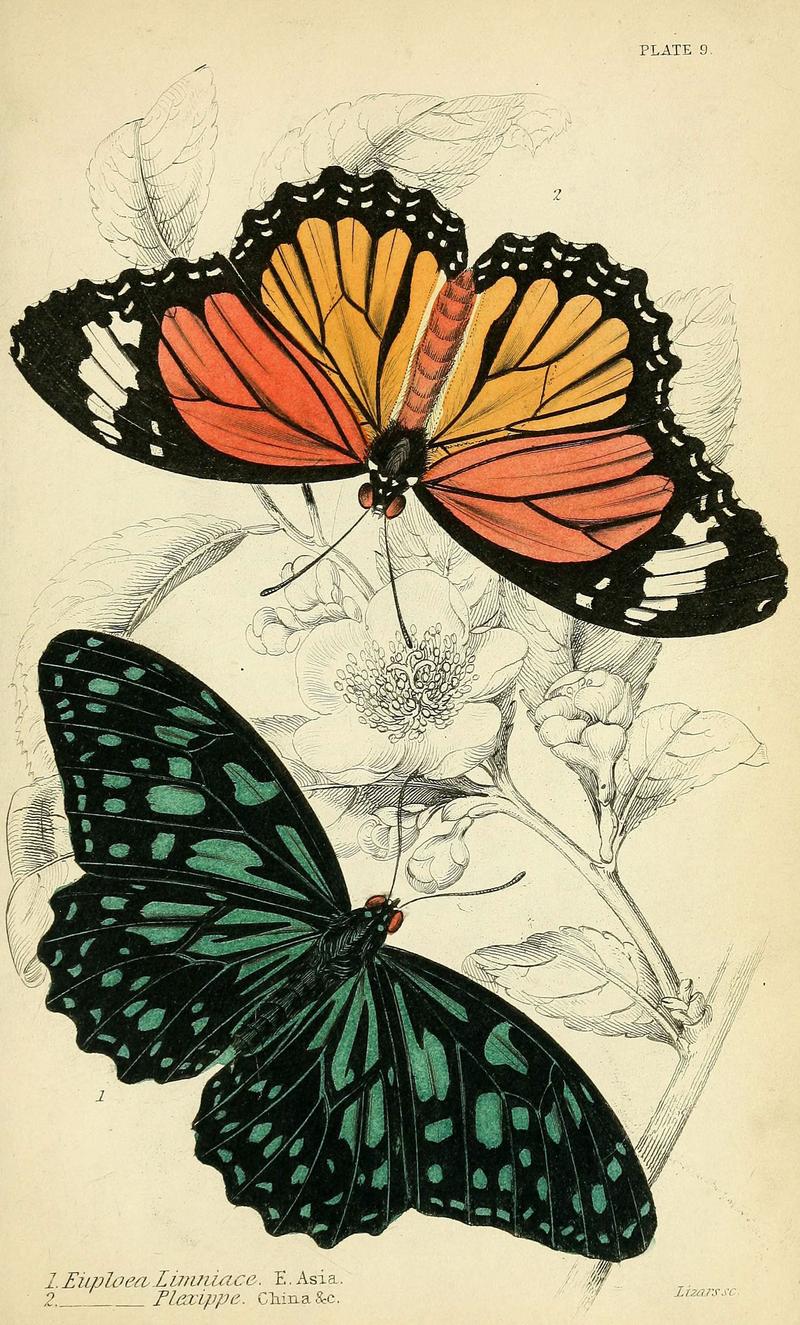 Foreign butterflies (Plate 9) (6045545343)