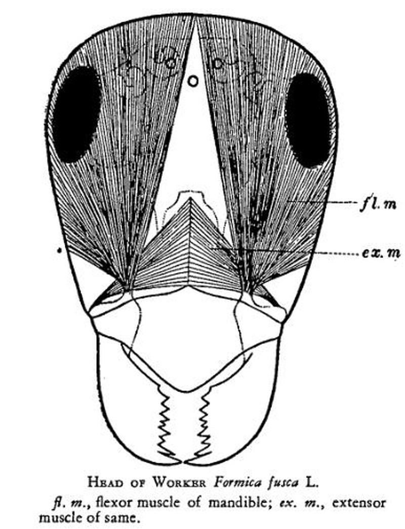 Formica head muscles Ant Formicidae