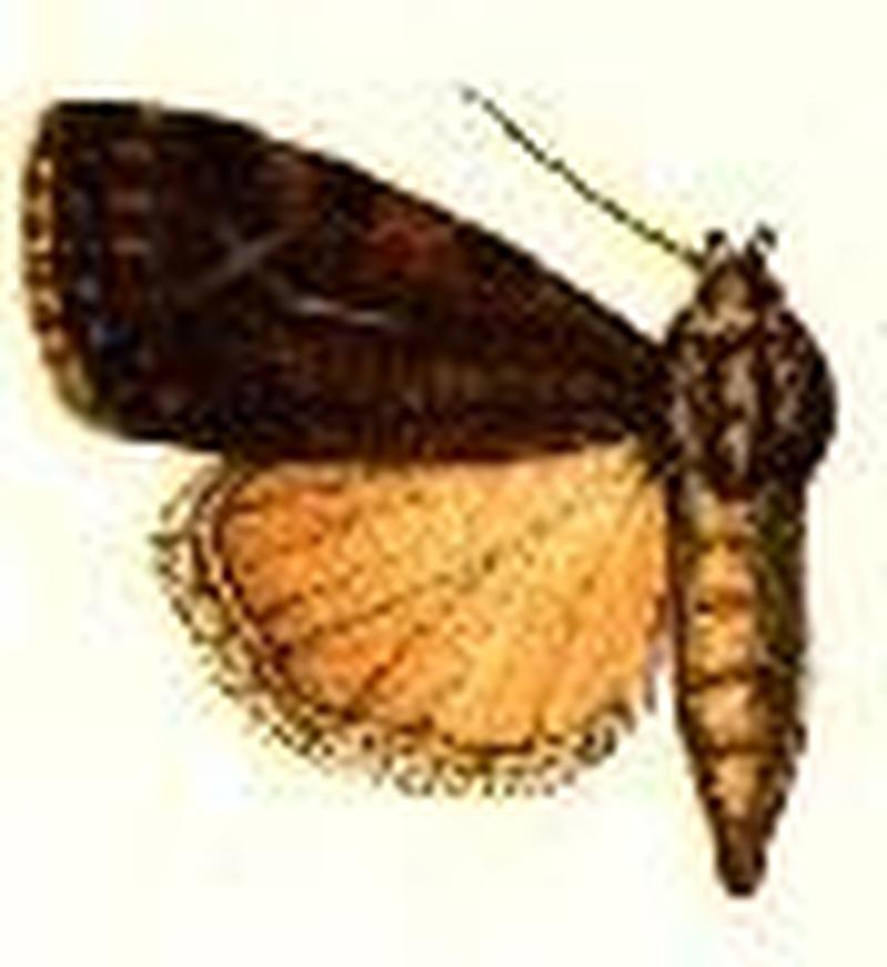 Fotella notalis