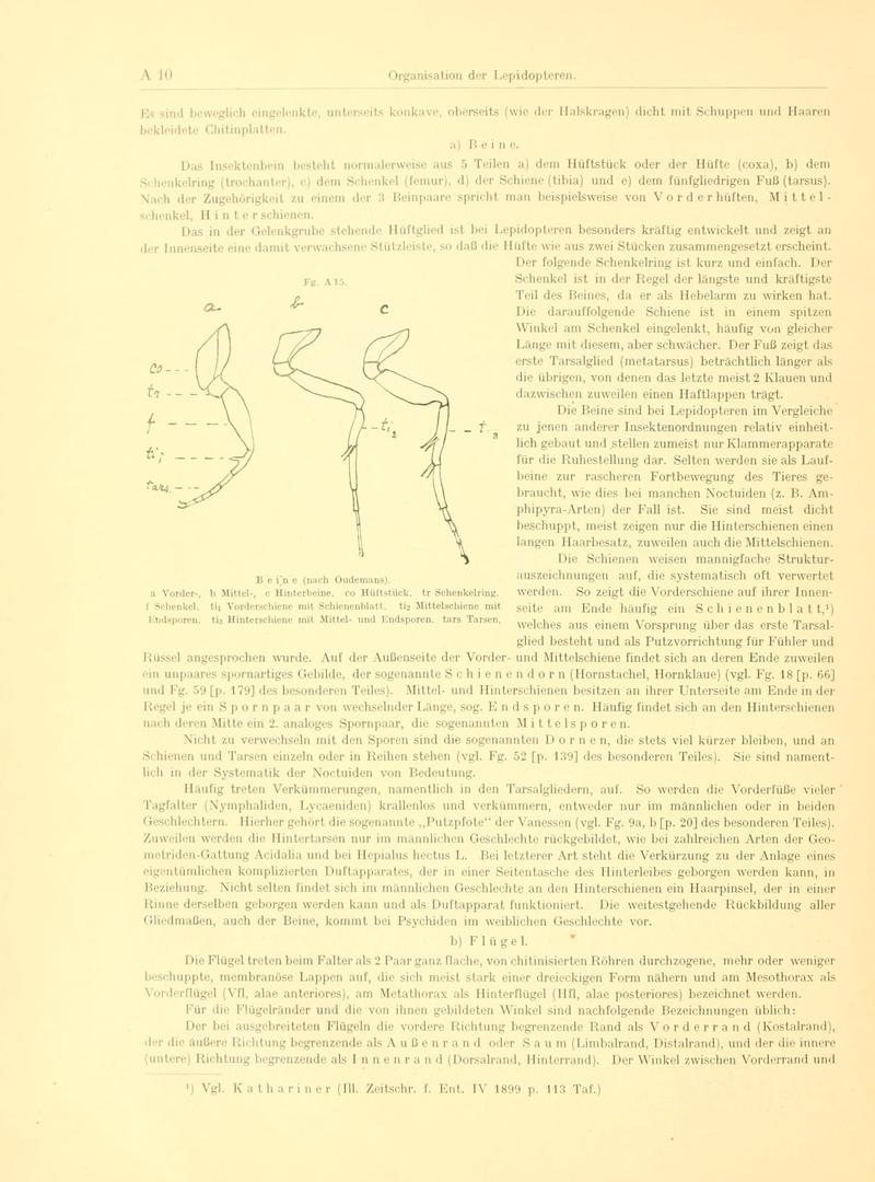 Fr. Berge's Schmetterlingsbuch nach dem gegenwärtigen Stande der Lepidopterologie neu bearb. und hrsg. von Professor Dr. H. Rebel (Page 10, Fg. A15) BHL9445397