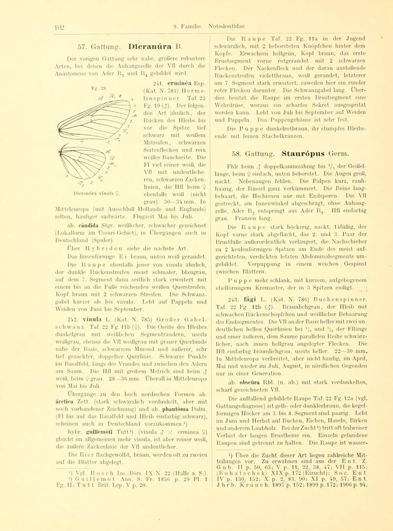 Fr. Berge's Schmetterlingsbuch nach dem gegenwärtigen Stande der Lepidopterologie neu bearb. und hrsg. von Professor Dr. H. Rebel (Page 102, Fg. 29) BHL9445628
