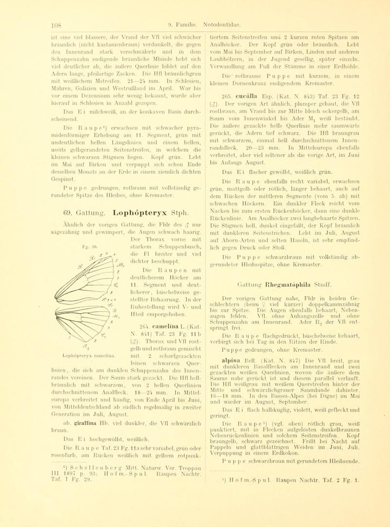 Fr. Berge's Schmetterlingsbuch nach dem gegenwärtigen Stande der Lepidopterologie neu bearb. und hrsg. von Professor Dr. H. Rebel (Page 108, Fg. 30) BHL9445636