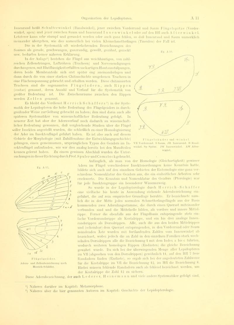 Fr. Berge's Schmetterlingsbuch nach dem gegenwärtigen Stande der Lepidopterologie neu bearb. und hrsg. von Professor Dr. H. Rebel (Page 11, Fg. A16-A17) BHL9445396