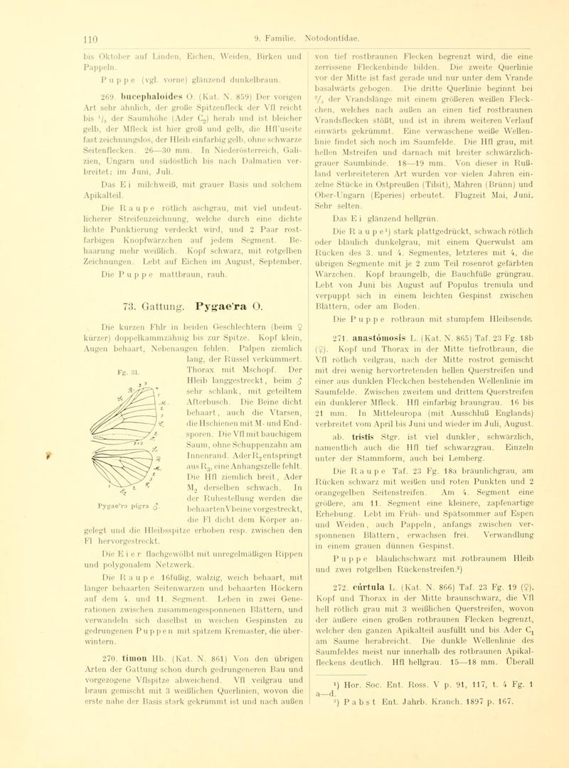 Fr. Berge's Schmetterlingsbuch nach dem gegenwärtigen Stande der Lepidopterologie neu bearb. und hrsg. von Professor Dr. H. Rebel (Page 110, Fg. 31) BHL9445638
