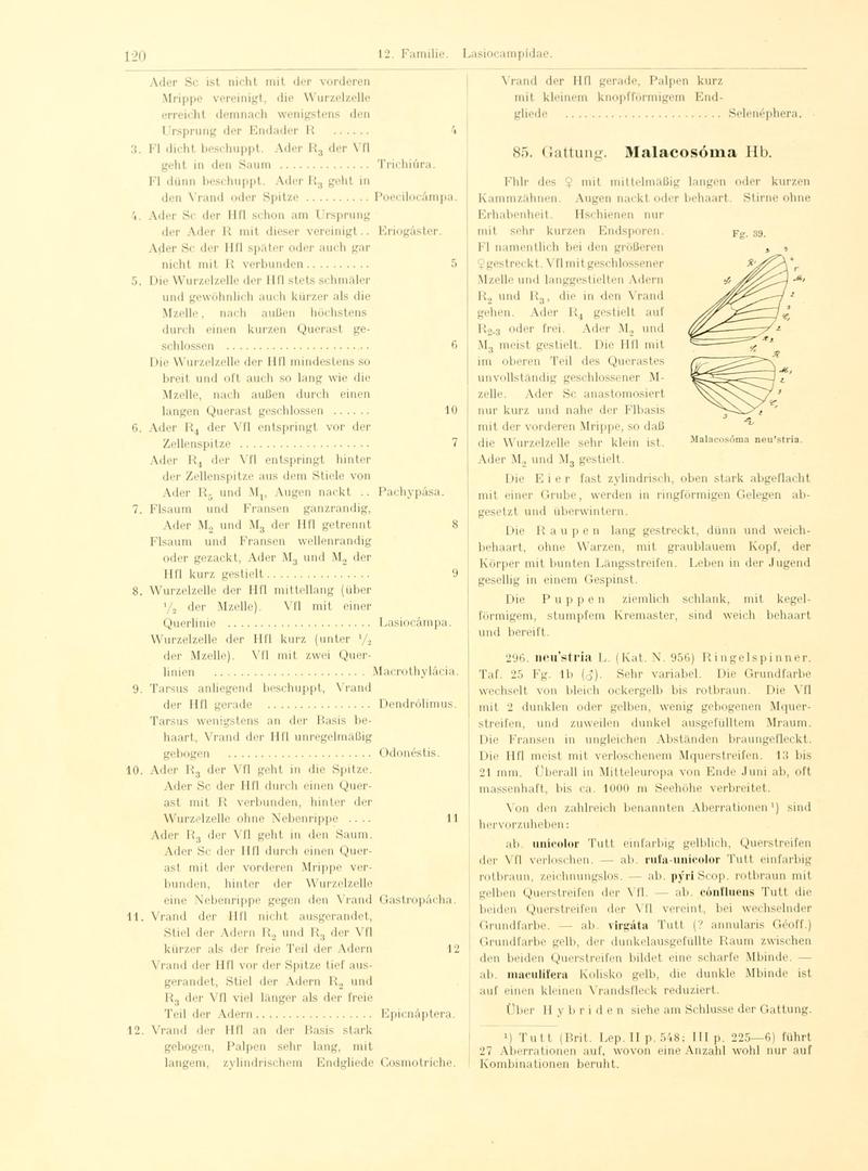 Fr. Berge's Schmetterlingsbuch nach dem gegenwärtigen Stande der Lepidopterologie neu bearb. und hrsg. von Professor Dr. H. Rebel (Page 120, Fg. 39) BHL9445652