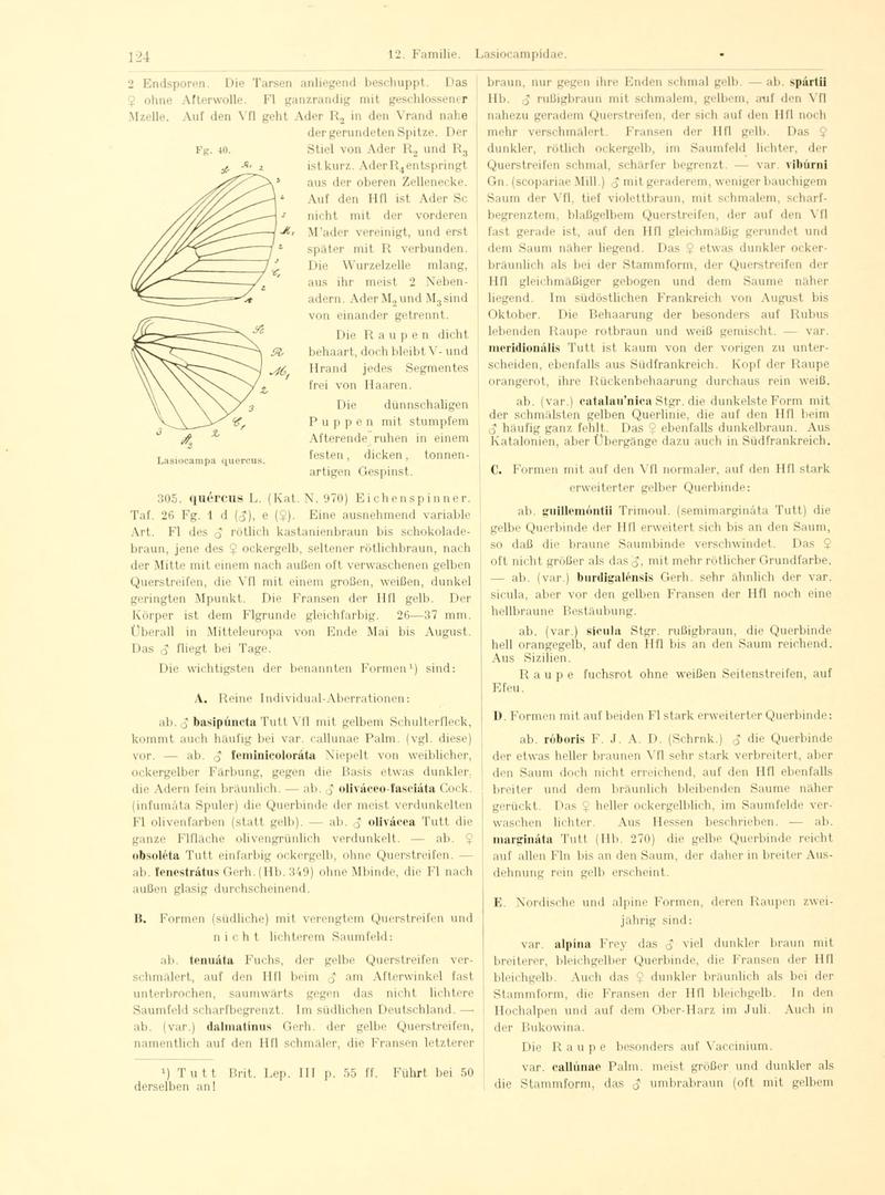 Fr. Berge's Schmetterlingsbuch nach dem gegenwärtigen Stande der Lepidopterologie neu bearb. und hrsg. von Professor Dr. H. Rebel (Page 124, Fg. 40) BHL9445658