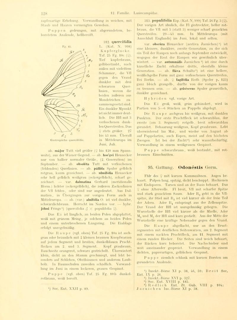 Fr. Berge's Schmetterlingsbuch nach dem gegenwärtigen Stande der Lepidopterologie neu bearb. und hrsg. von Professor Dr. H. Rebel (Page 128, Fg. 41) BHL9445662
