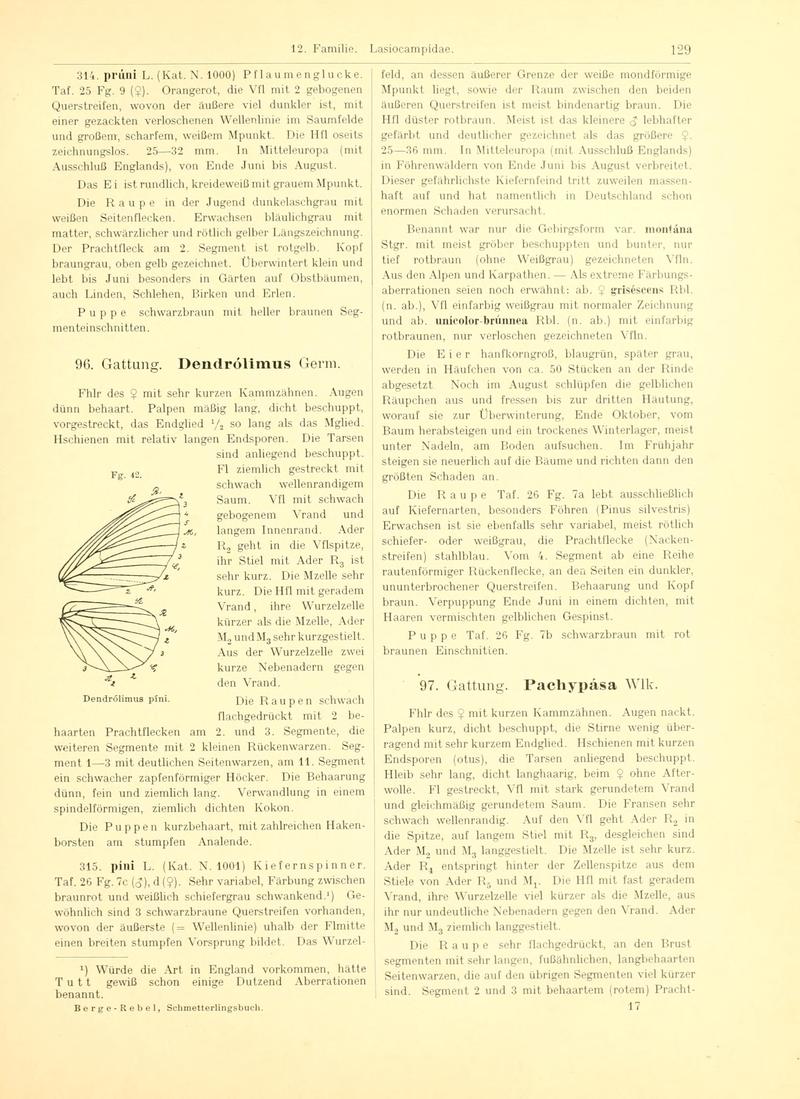 Fr. Berge's Schmetterlingsbuch nach dem gegenwärtigen Stande der Lepidopterologie neu bearb. und hrsg. von Professor Dr. H. Rebel (Page 129, Fg. 42) BHL9445667