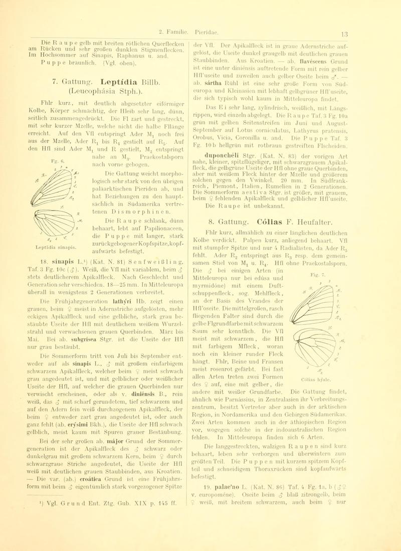 Fr. Berge's Schmetterlingsbuch nach dem gegenwärtigen Stande der Lepidopterologie neu bearb. und hrsg. von Professor Dr. H. Rebel (Page 13, Fg. 6-7) BHL9445503