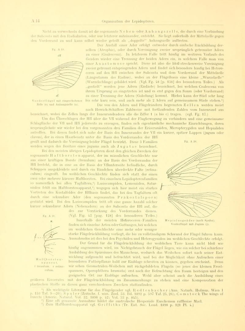 Fr. Berge's Schmetterlingsbuch nach dem gegenwärtigen Stande der Lepidopterologie neu bearb. und hrsg. von Professor Dr. H. Rebel (Page 14, Fg. A19-A21) BHL9445361