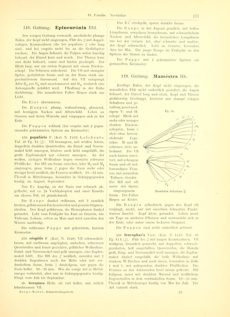 Fr. Berge's Schmetterlingsbuch nach dem gegenwärtigen Stande der Lepidopterologie neu bearb. und hrsg. von Professor Dr. H. Rebel (Page 177, Fg. 58) BHL9445723