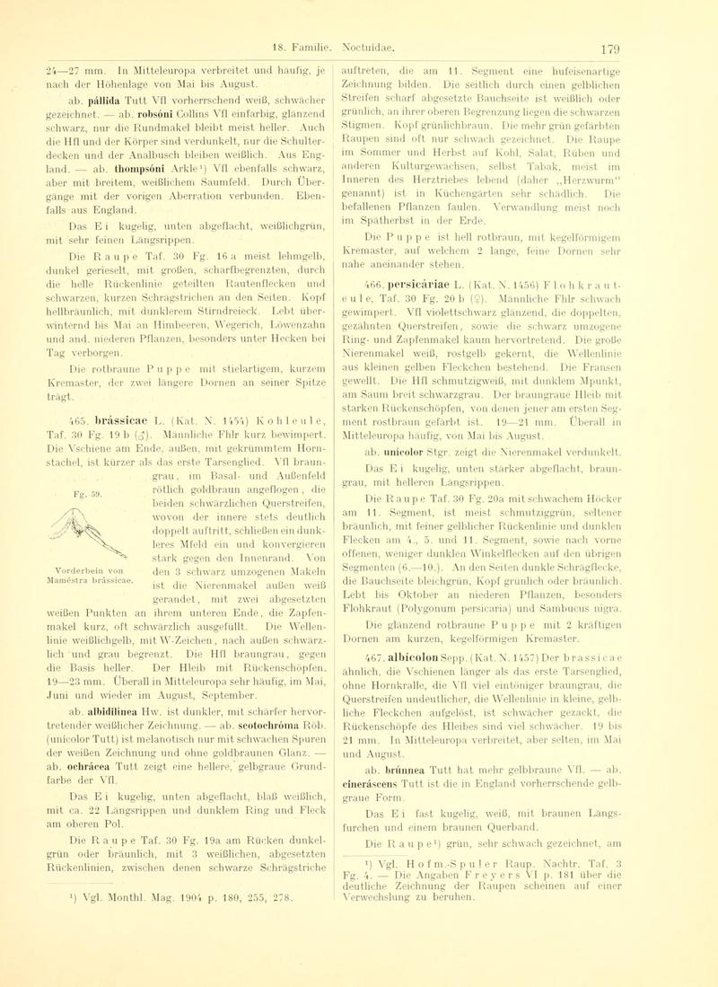 Fr. Berge's Schmetterlingsbuch nach dem gegenwärtigen Stande der Lepidopterologie neu bearb. und hrsg. von Professor Dr. H. Rebel (Page 179, Fg. 59) BHL9445725