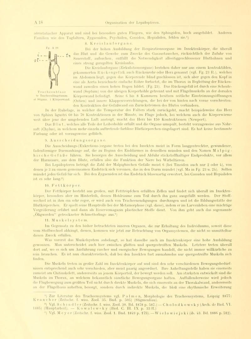 Fr. Berge's Schmetterlingsbuch nach dem gegenwärtigen Stande der Lepidopterologie neu bearb. und hrsg. von Professor Dr. H. Rebel (Page 18, Fg. A28) BHL9445365