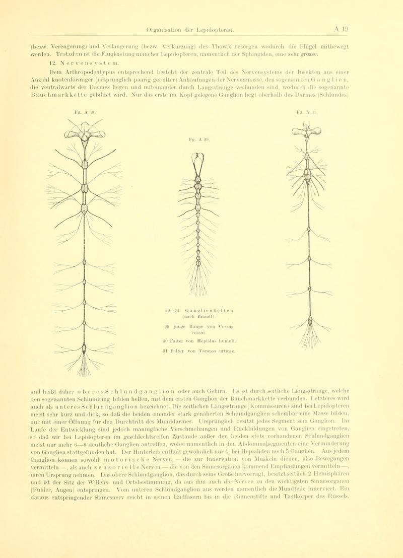 Fr. Berge's Schmetterlingsbuch nach dem gegenwärtigen Stande der Lepidopterologie neu bearb. und hrsg. von Professor Dr. H. Rebel (Page 19, Fg. A29-A31) BHL9445366