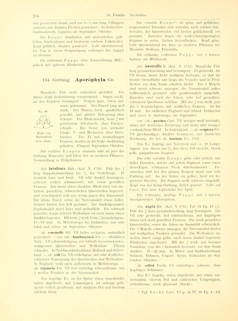 Fr. Berge's Schmetterlingsbuch nach dem gegenwärtigen Stande der Lepidopterologie neu bearb. und hrsg. von Professor Dr. H. Rebel (Page 204, Fg. 60) BHL9445752