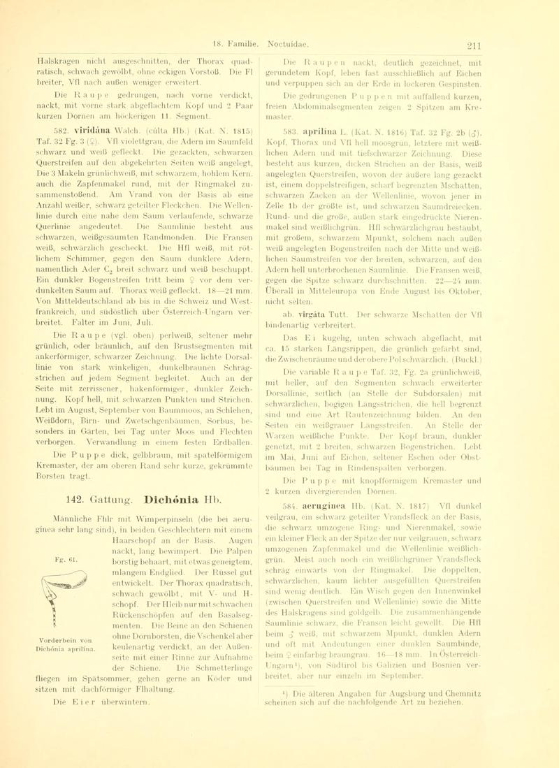 Fr. Berge's Schmetterlingsbuch nach dem gegenwärtigen Stande der Lepidopterologie neu bearb. und hrsg. von Professor Dr. H. Rebel (Page 211, Fg. 61) BHL9445761
