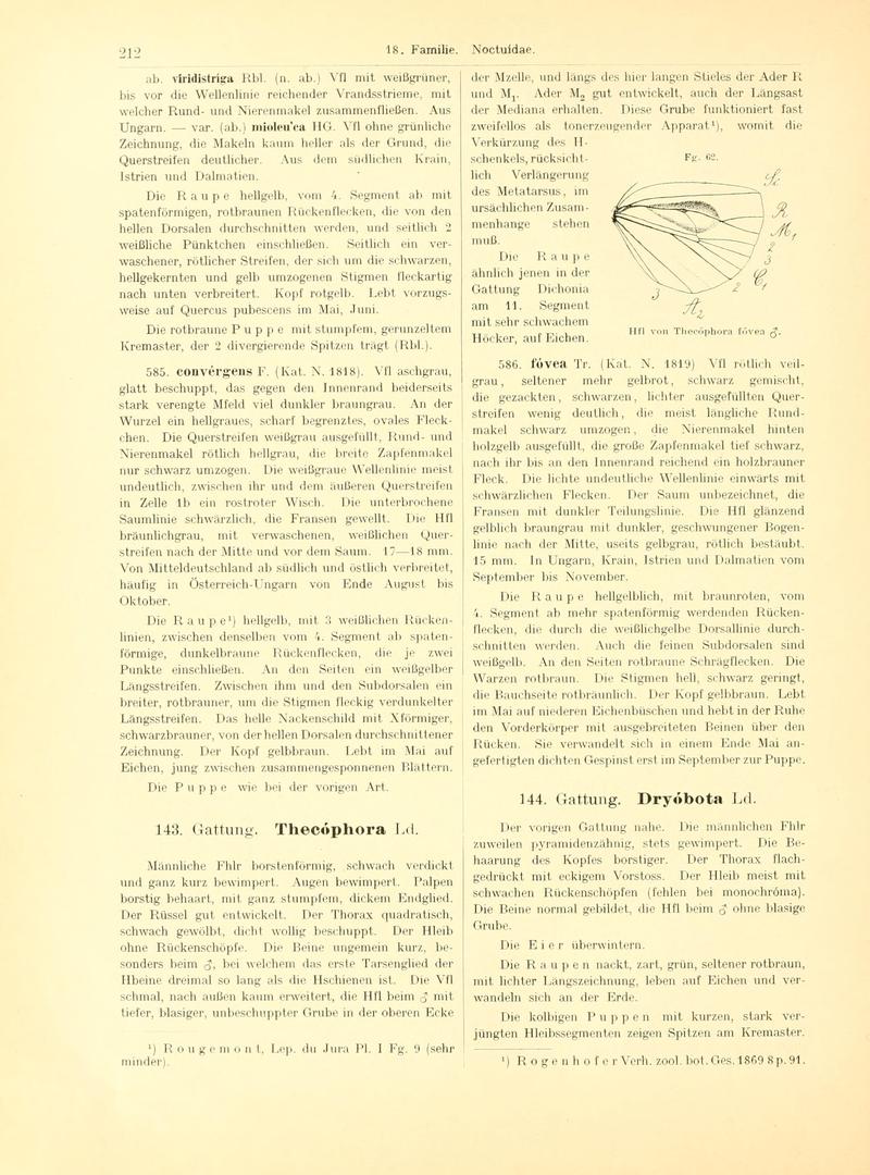 Fr. Berge's Schmetterlingsbuch nach dem gegenwärtigen Stande der Lepidopterologie neu bearb. und hrsg. von Professor Dr. H. Rebel (Page 212, Fg. 62) BHL9445762