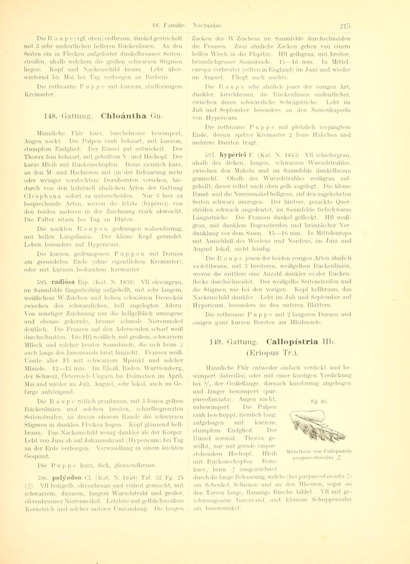 Fr. Berge's Schmetterlingsbuch nach dem gegenwärtigen Stande der Lepidopterologie neu bearb. und hrsg. von Professor Dr. H. Rebel (Page 215, Fg. 63) BHL9445765