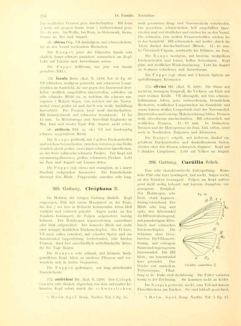 Fr. Berge's Schmetterlingsbuch nach dem gegenwärtigen Stande der Lepidopterologie neu bearb. und hrsg. von Professor Dr. H. Rebel (Page 256, Fg. 66) BHL9445810