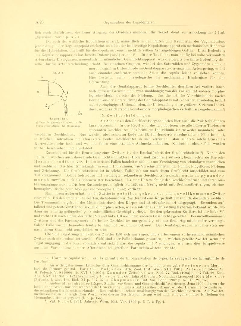 Fr. Berge's Schmetterlingsbuch nach dem gegenwärtigen Stande der Lepidopterologie neu bearb. und hrsg. von Professor Dr. H. Rebel (Page 26, Fg. A47) BHL9445373