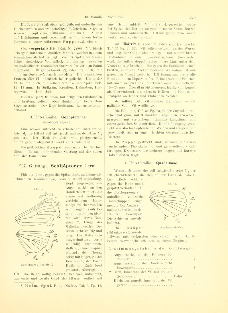 Fr. Berge's Schmetterlingsbuch nach dem gegenwärtigen Stande der Lepidopterologie neu bearb. und hrsg. von Professor Dr. H. Rebel (Page 275, Fg. 71-72) BHL9445833