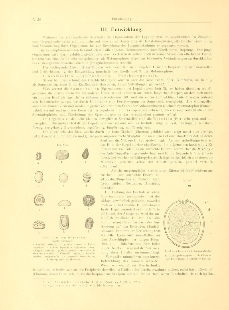 Fr. Berge's Schmetterlingsbuch nach dem gegenwärtigen Stande der Lepidopterologie neu bearb. und hrsg. von Professor Dr. H. Rebel (Page 28, Fg. A50-A51) BHL9445375