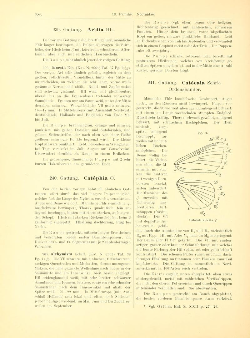 Fr. Berge's Schmetterlingsbuch nach dem gegenwärtigen Stande der Lepidopterologie neu bearb. und hrsg. von Professor Dr. H. Rebel (Page 286, Fg. 74) BHL9445844